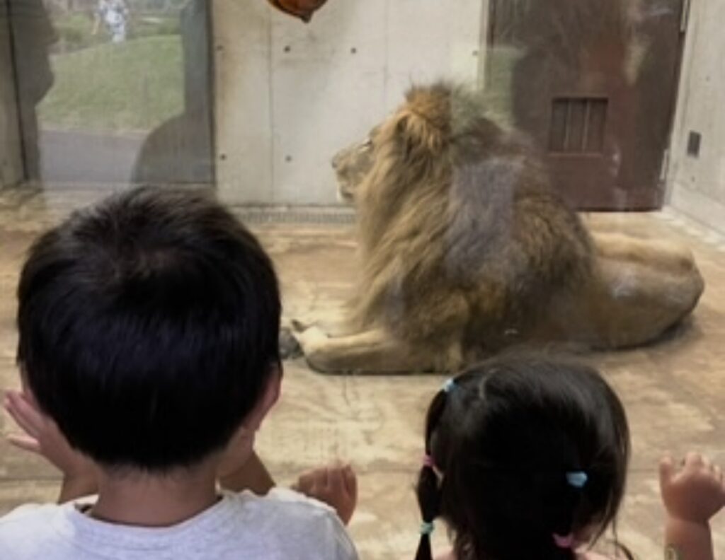 千葉市動物公園　ドリームデイ・アット・ザ・ズー　ライオン
